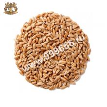 Пшеница для проращивания, 1 кг. (Россия)